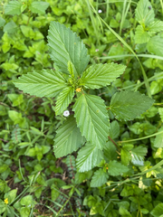 Malvastrum coromandelianum