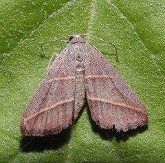 Hemeroplanis parallela