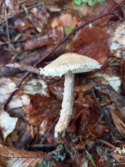 Lepiota