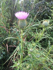 Cirsium altissimum