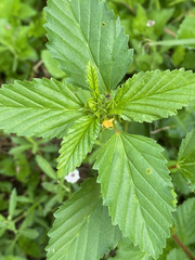 Malvastrum coromandelianum