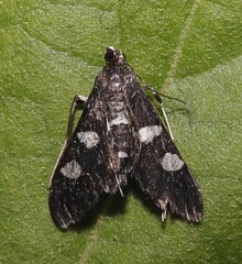 Desmia maculalis