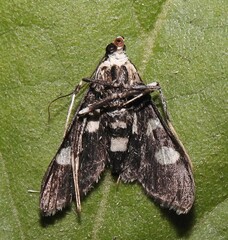 Desmia maculalis