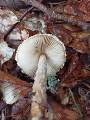 Lepiota