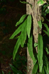 Lepidomicrosorium superficiale