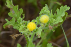 Grangea maderaspatana