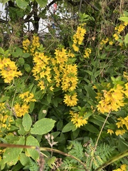 Lysimachia