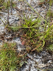 Drosera capillaris