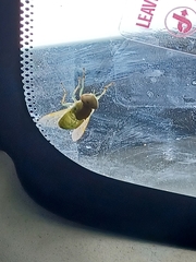 Chlorotabanus crepuscularis