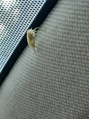 Chlorotabanus crepuscularis