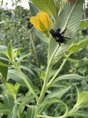 Xylocopa micans