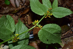 Triumfetta rhomboidea