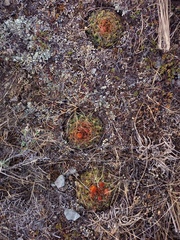 Oroya peruviana