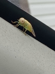 Chlorotabanus crepuscularis