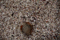 Coenobita compressus