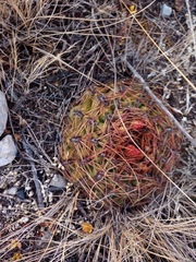 Oroya peruviana