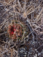 Oroya peruviana