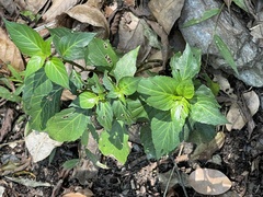 Lepidagathis formosensis