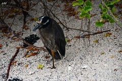 Nyctanassa violacea pauper