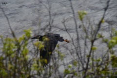 Nyctanassa violacea pauper