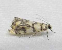 Diptychophora harlequinalis