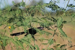 Crotophaga sulcirostris