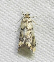 Diptychophora harlequinalis