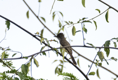 Myiarchus swainsoni