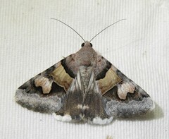 Drasteria pallescens