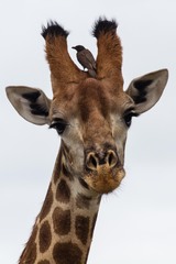 Giraffa camelopardalis giraffa