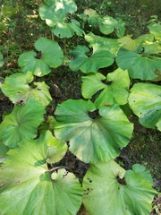 Petasites