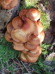 Kuehneromyces mutabilis