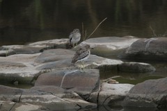 Burhinus vermiculatus