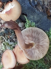 Kuehneromyces mutabilis