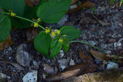 Triumfetta rhomboidea