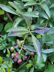 Ligustrum vulgare