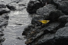 Setophaga petechia aureola