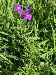 Verbena pulchella