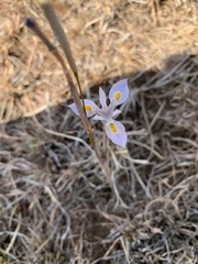 Moraea stricta