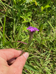 Verbena rigida