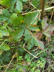 Potentilla simplex