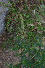 Amaranthus spinosus