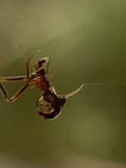 Argyrodes elevatus