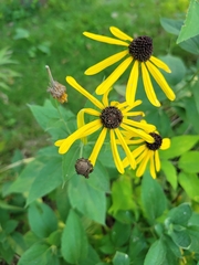 Rudbeckiinae