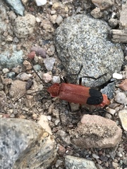 Chauliognathus lecontei