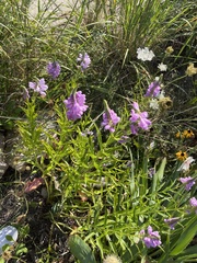 Physostegia virginiana