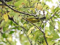 Setophaga discolor