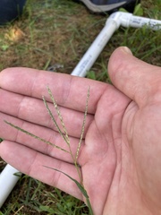 Digitaria ischaemum