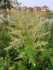 Artemisia vulgaris