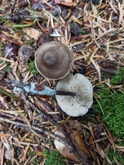 Entoloma lampropus